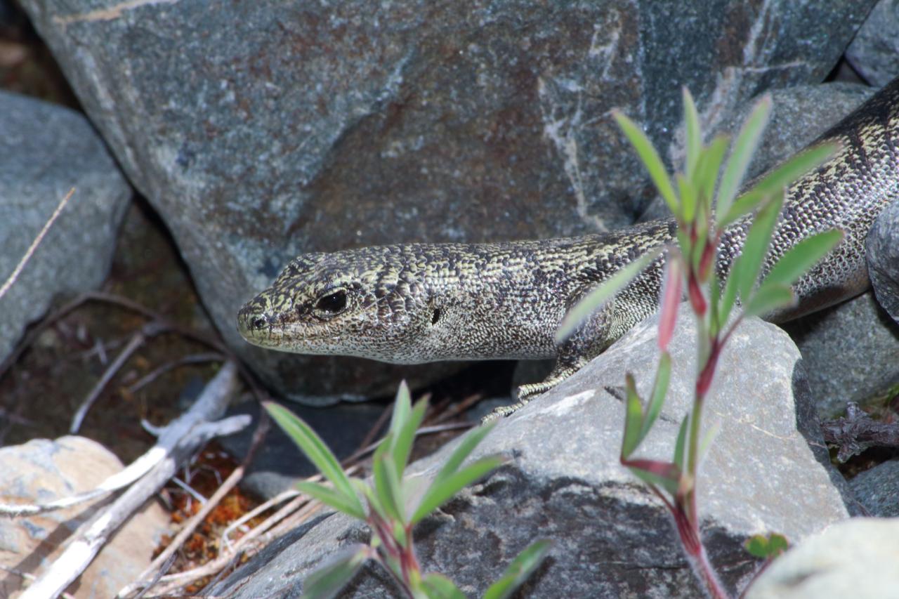 Canterbury Scree Skink (Ashburton Basin). <a href="https://www.instagram.com/tim.harker.nz">© Tim Harker</a>