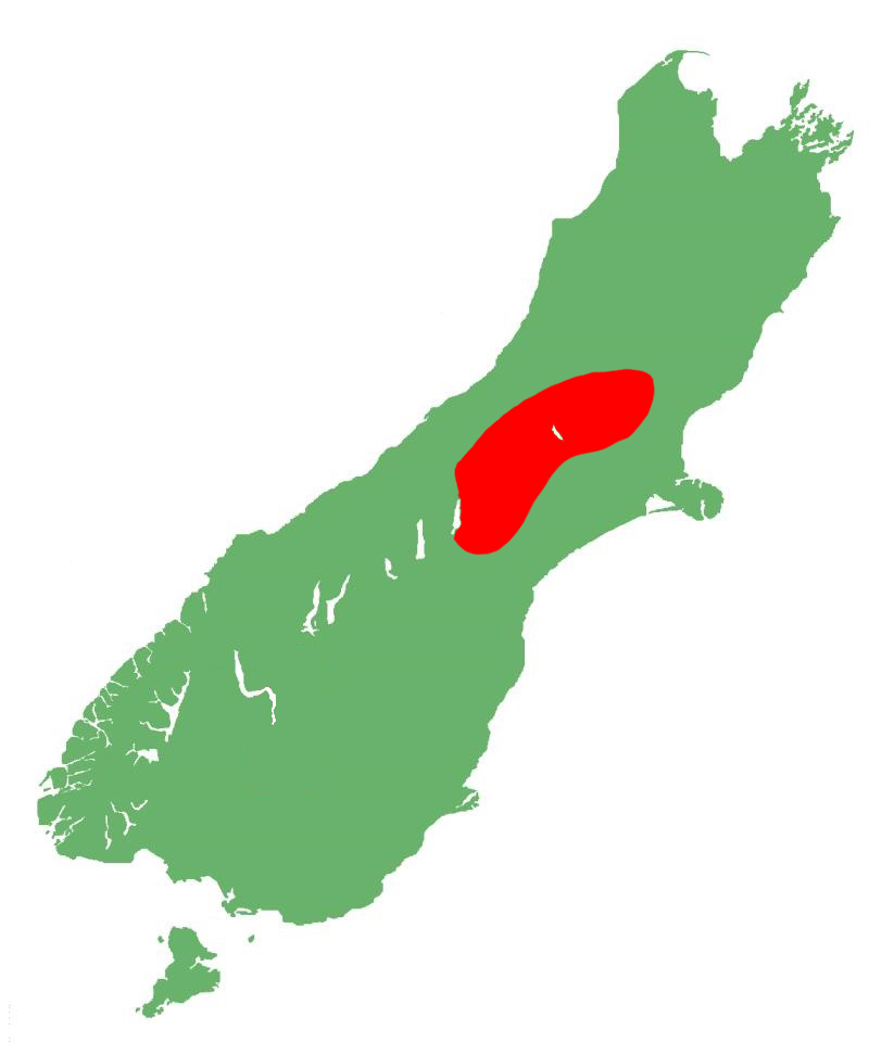 Oligosoma aff. laxa "central Canterbury" distribution