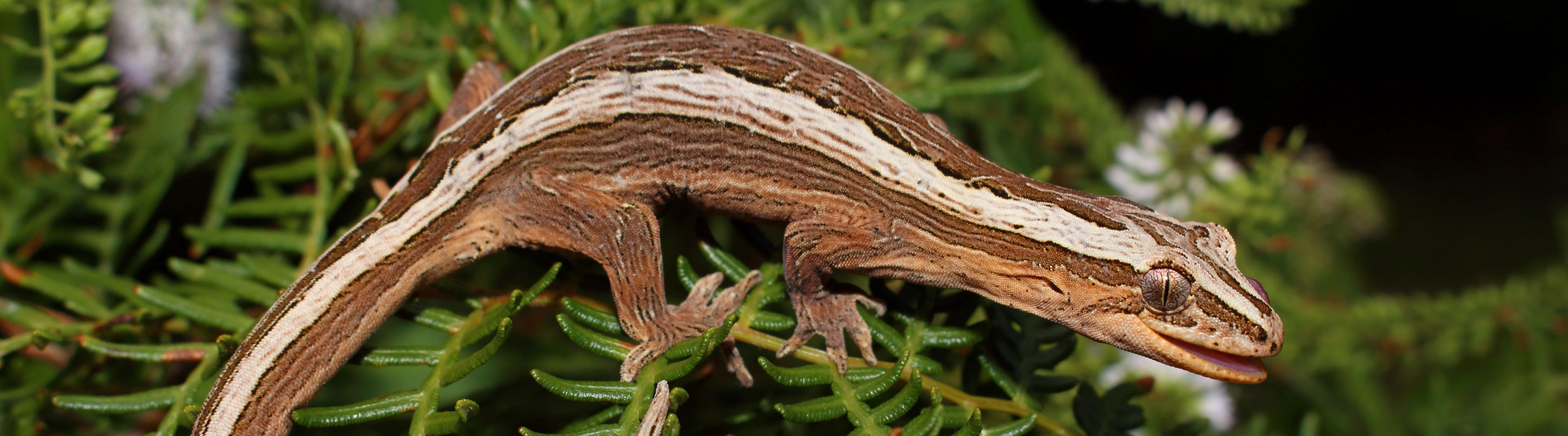 Southern striped gecko <a href="https://www.instagram.com/nickharker.nz/">© Nick Harker</a>
