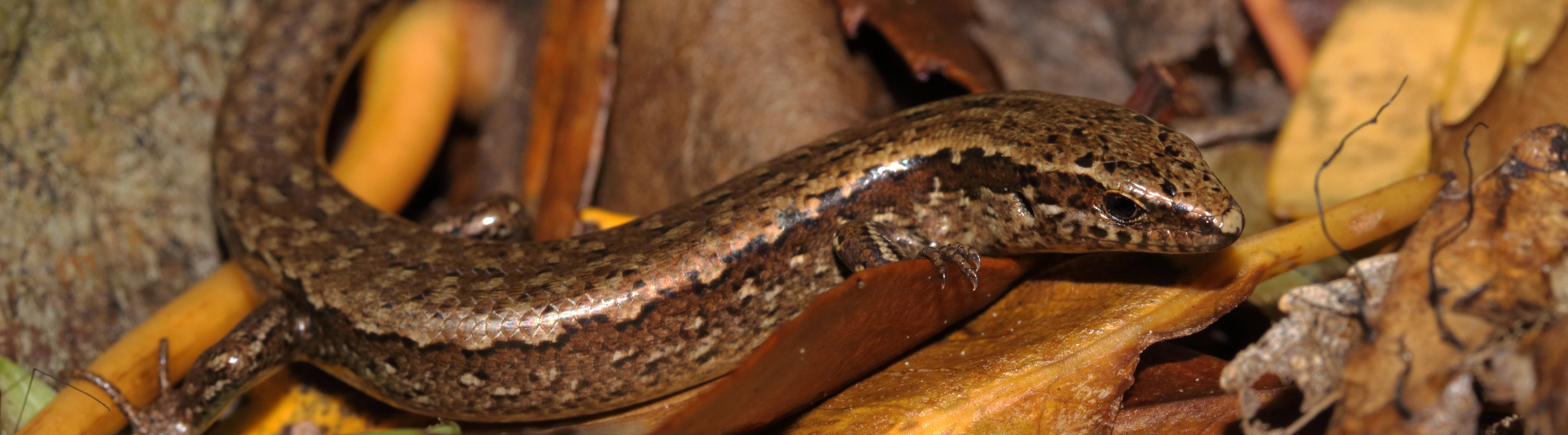 Glossy brown skink <a href="https://www.instagram.com/nickharker.nz/">© Nick Harker</a>