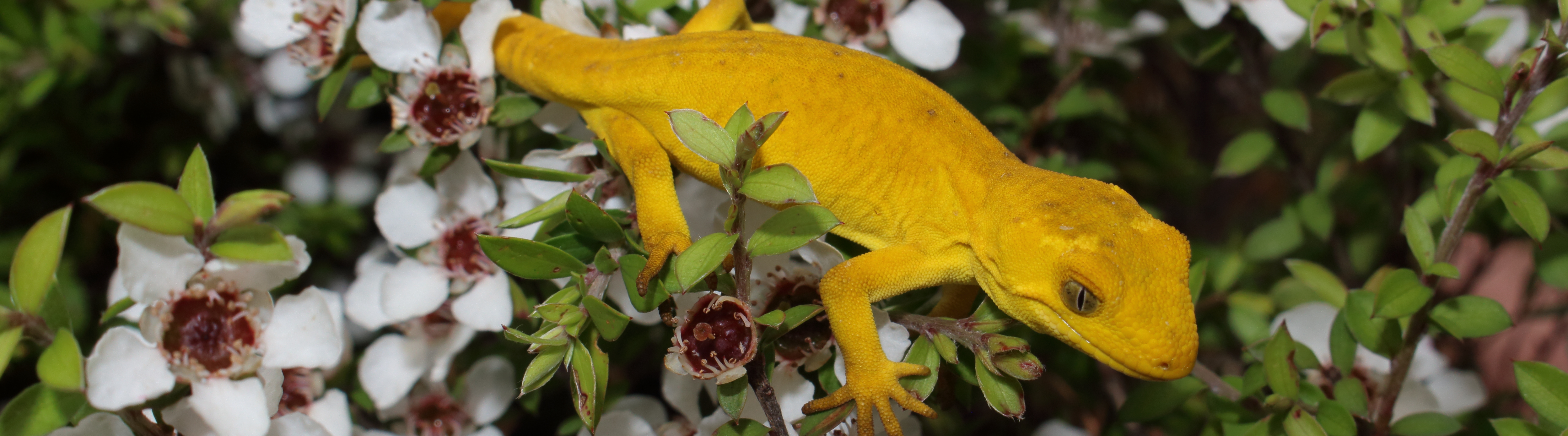 Xanthic Marlborough green gecko <a href="https://www.instagram.com/nickharker.nz/">© Nick Harker</a>