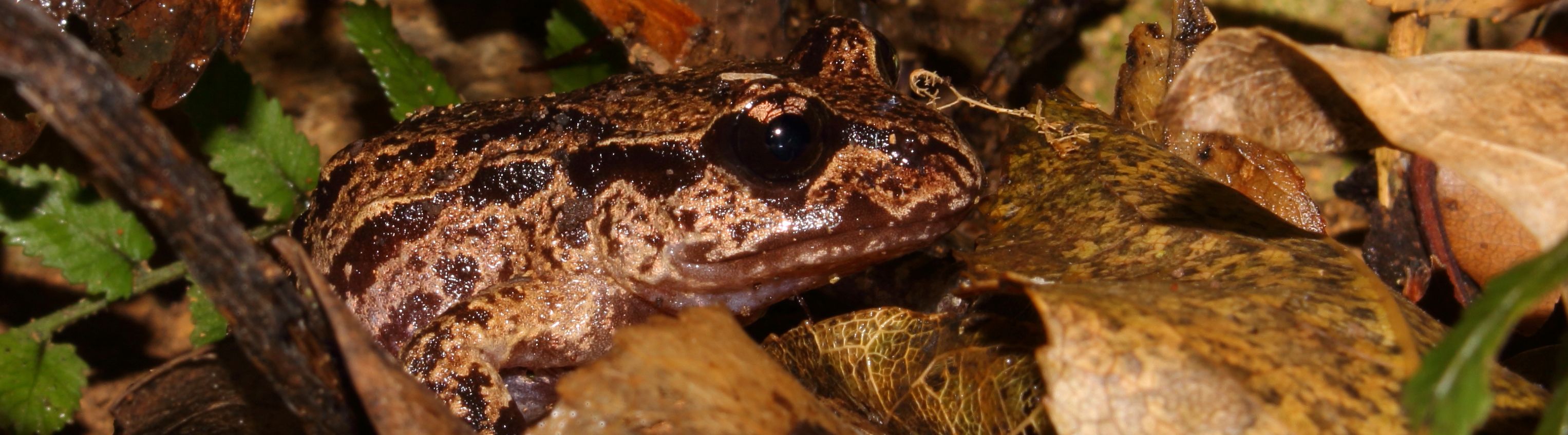 Hamilton's frog <a href="https://www.instagram.com/nickharker.nz/">© Nick Harker</a>