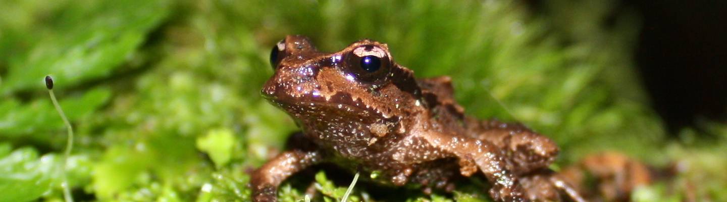 Leiopelma archeyi (Archey's frog)