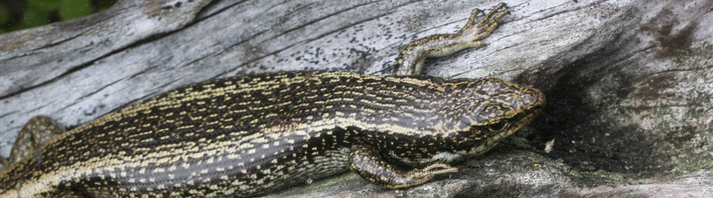 Oligosoma grande (Grand skink)
