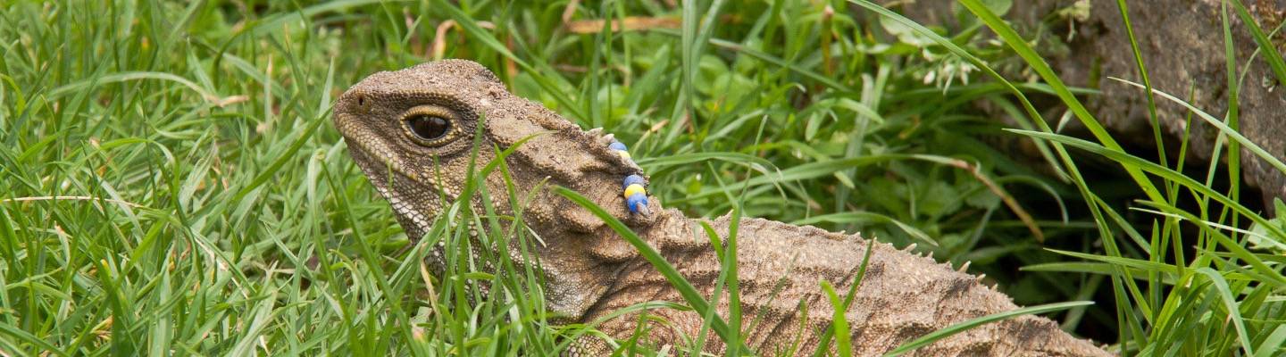 Sphenodon punctatus (Tuatara)