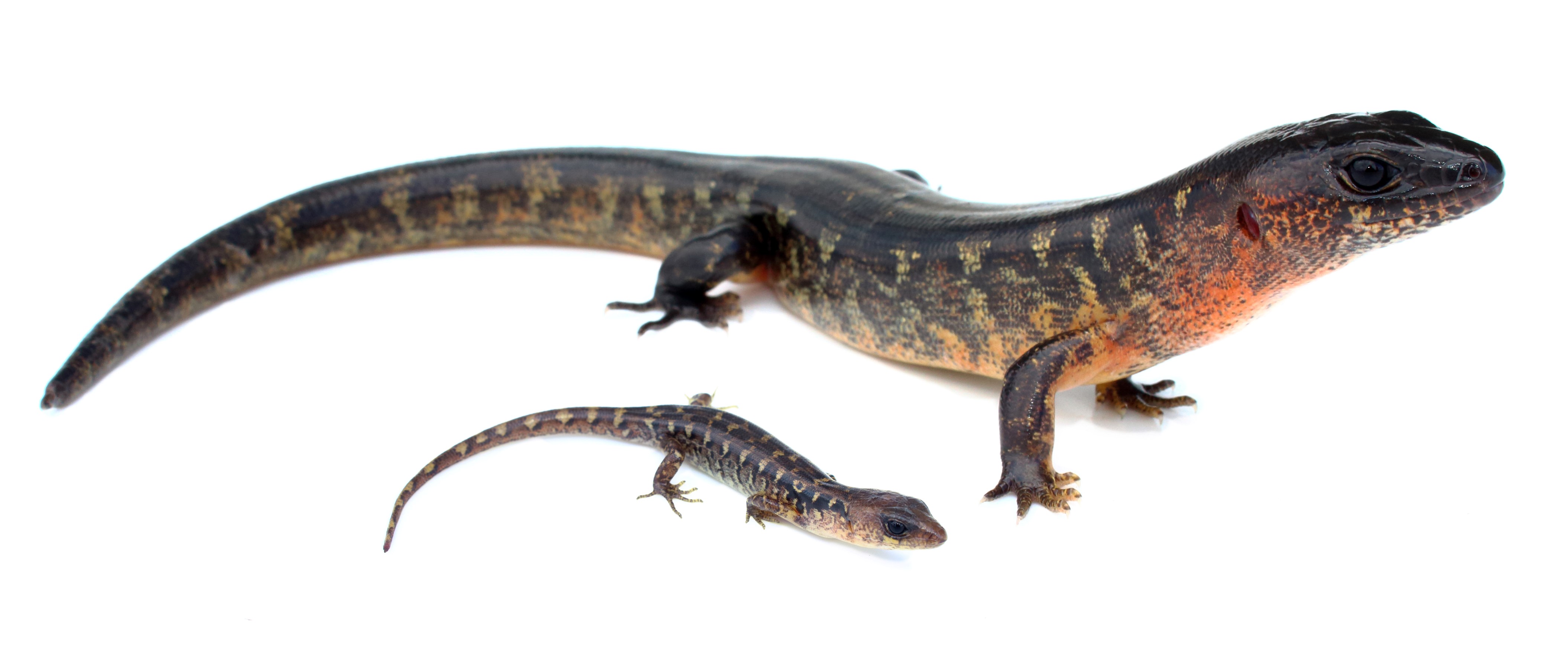 Robust skinks, adult and juvenile