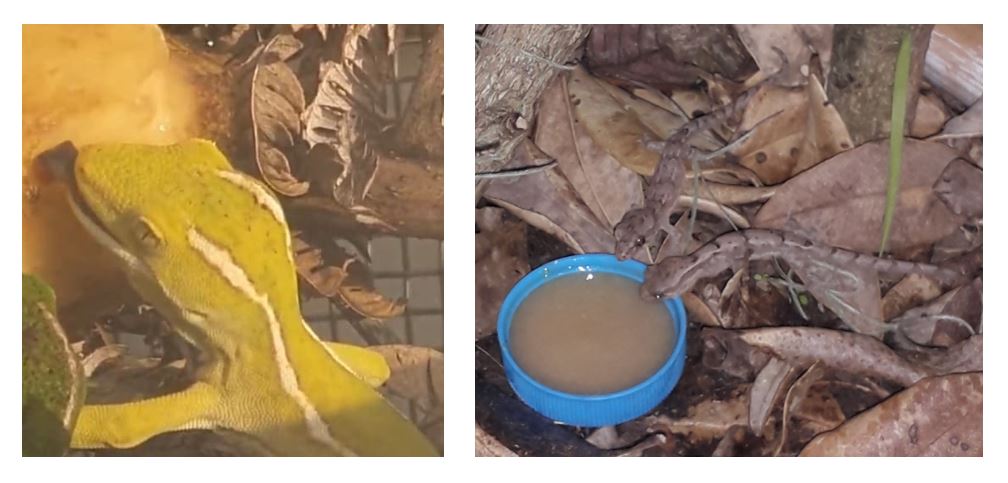 geckos feeding on banana and fruit puree