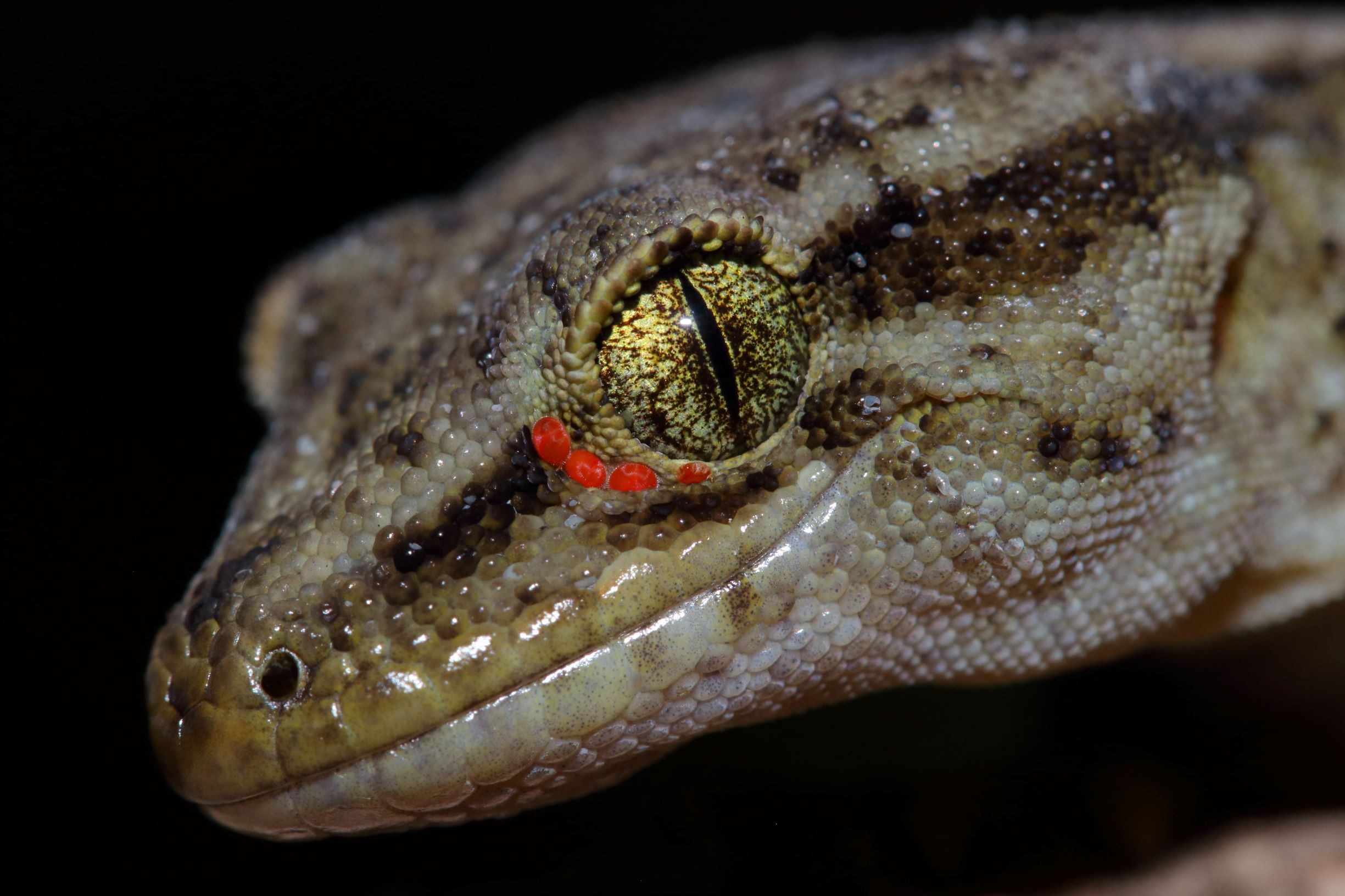 Wild Raukawa gecko with mites in eye (Poor Knights Islands). (Nick Harker)