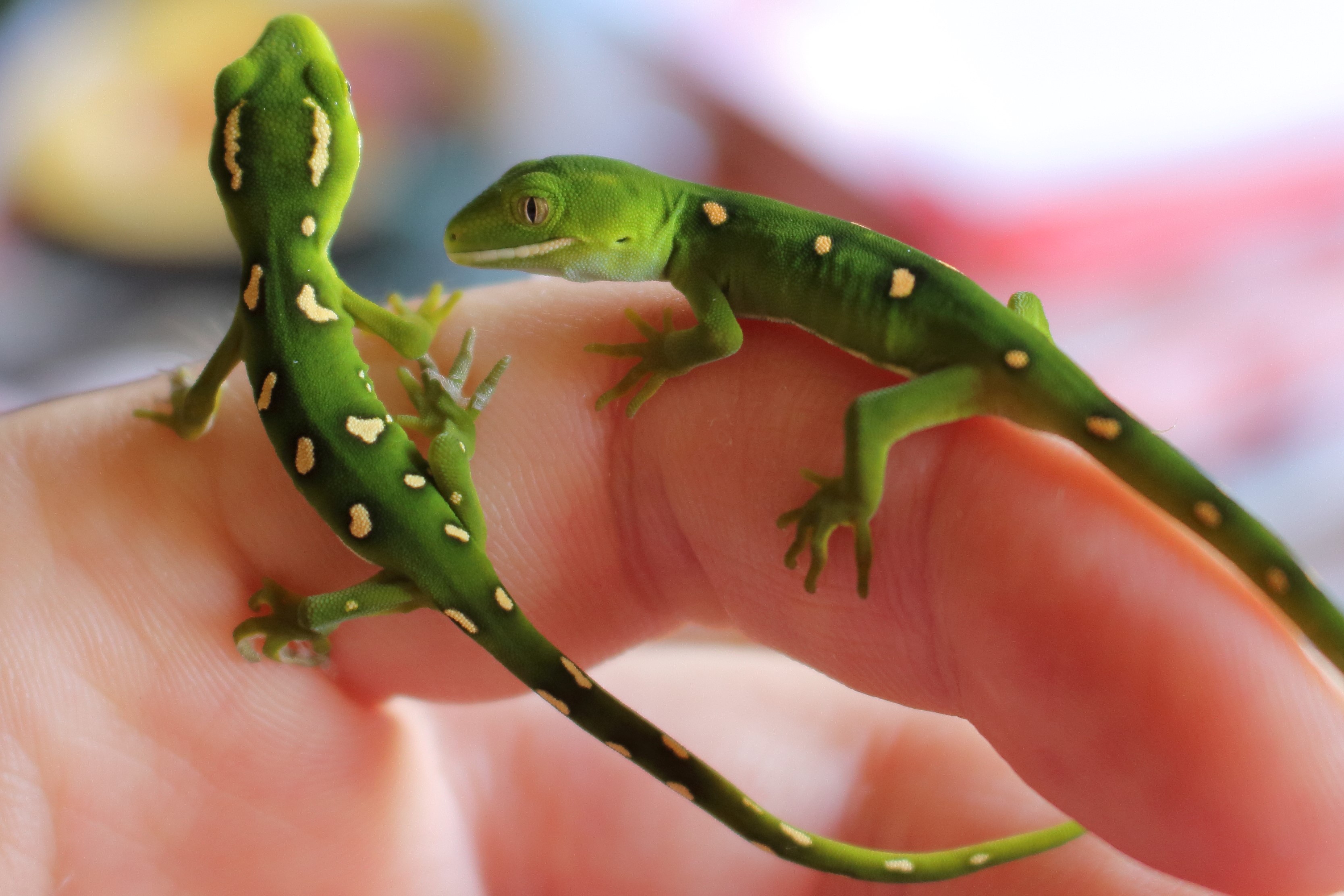 Neonate elegant geckos