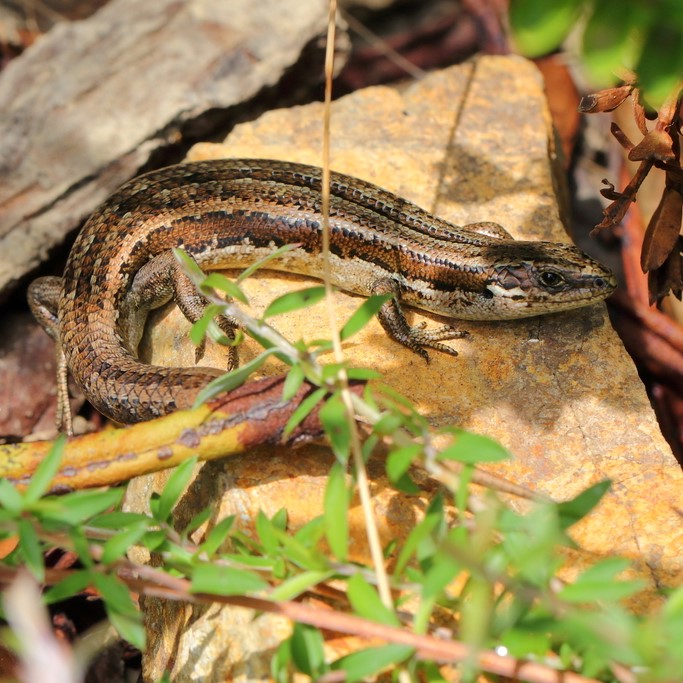 Northern Grass Skink (Wellington) © Kyle Bland