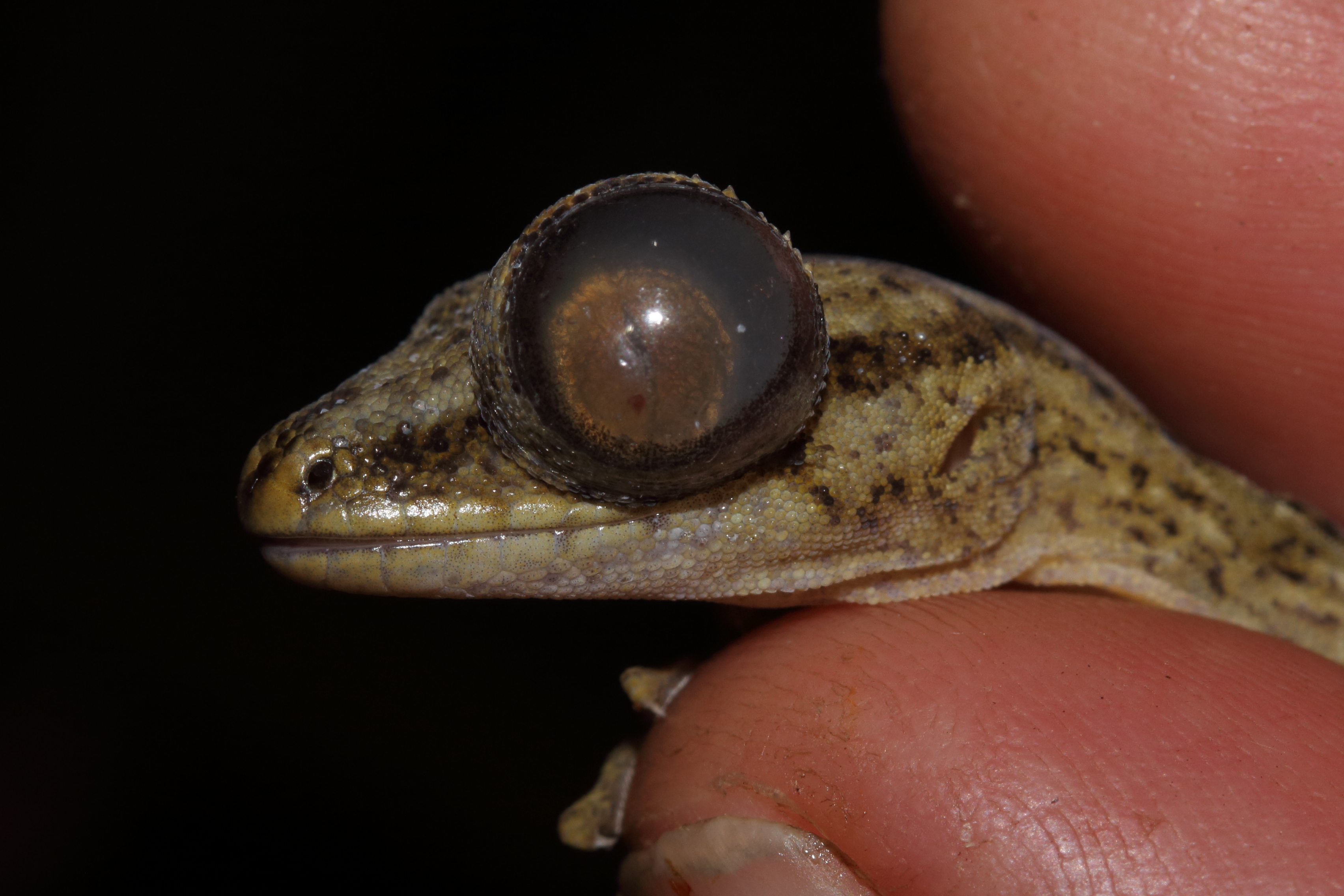 Pseudobuphthalmos Raukawa gecko 1