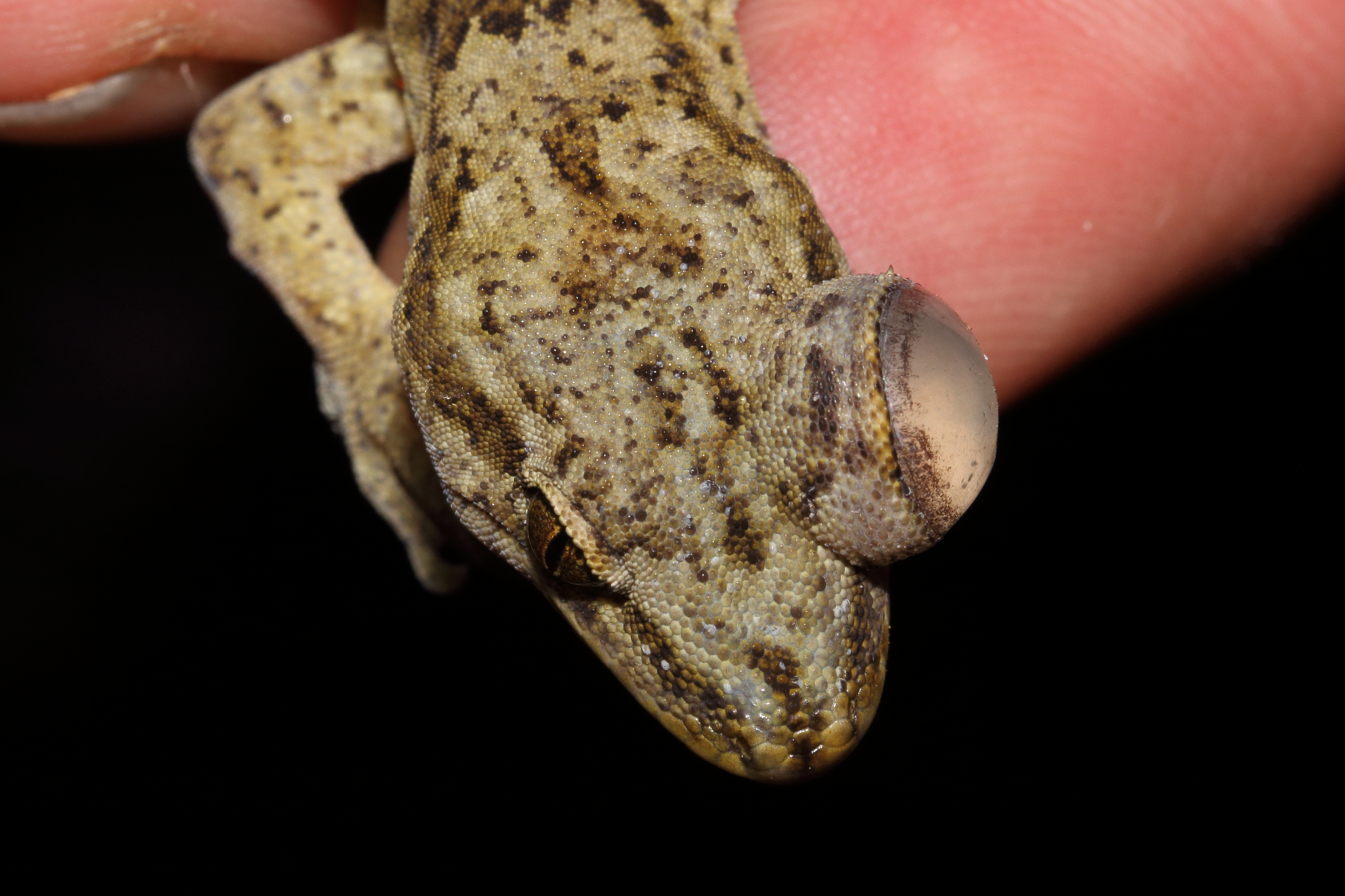 Dorsal view Pseudobuphthalmos in Raukawa gecko 