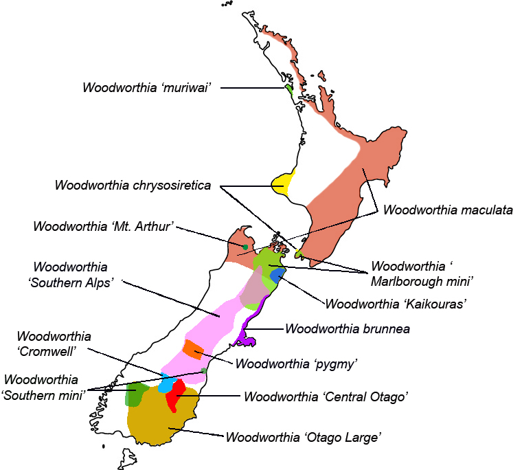Woodworthia distribution
