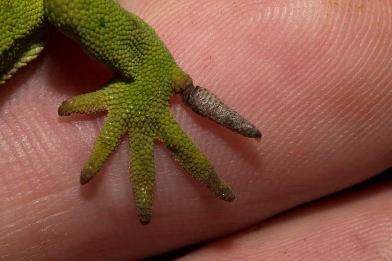 Example of disecdysis causing blood supply issue resulting in necrotic tissue of a geckos toe