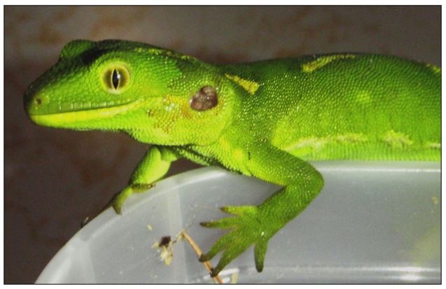 Elegant gecko with fly strike and maggots. Note the large cavity created by maggots in the ear canal and dried blood around the head.  © Chris Wedding.