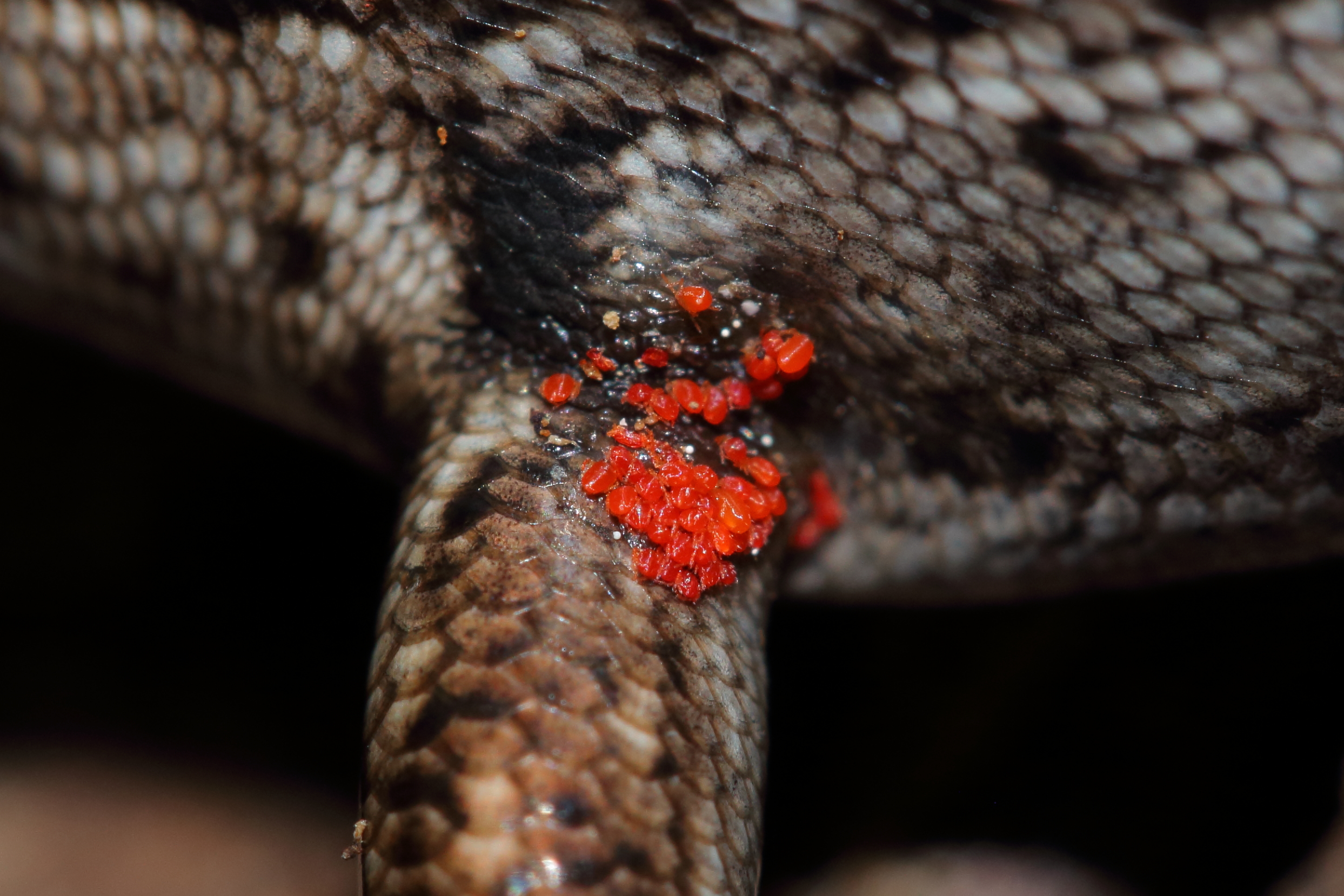 Chigger mites on O.kokowai