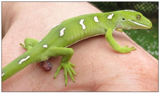 Elegant gecko prolapse