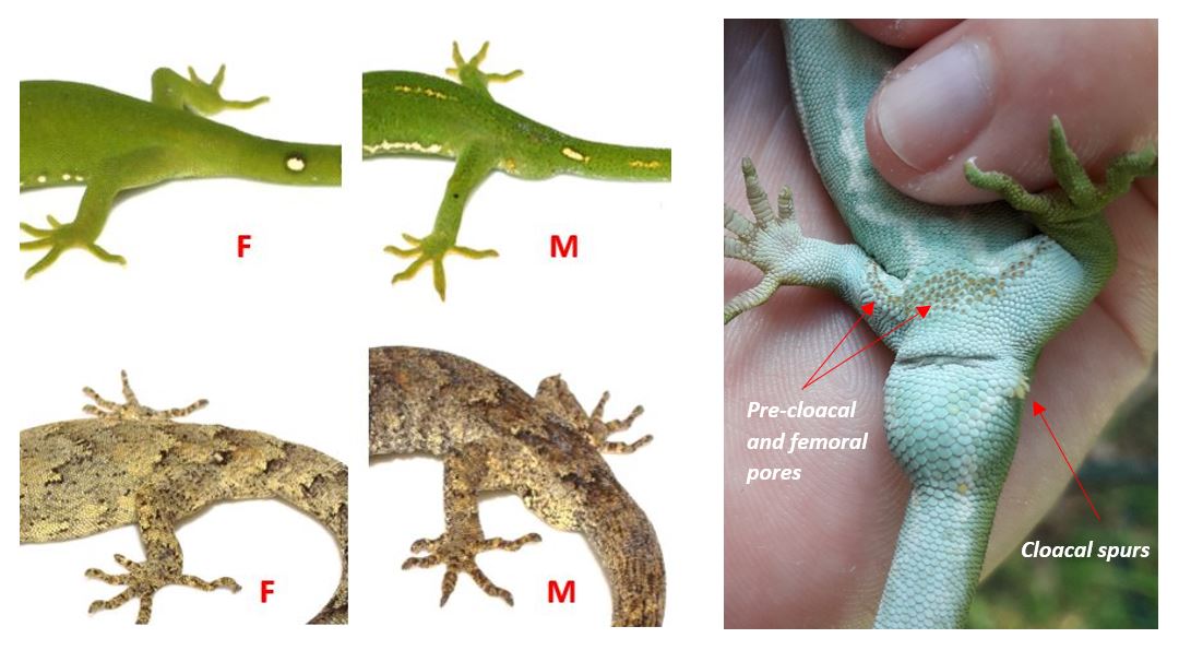 sexing geckos