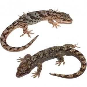 'Common' geckos