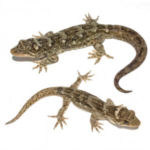 Duvaucel's gecko