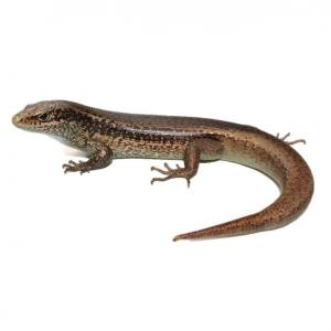 Falla's skink