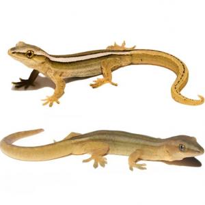 Goldstripe gecko