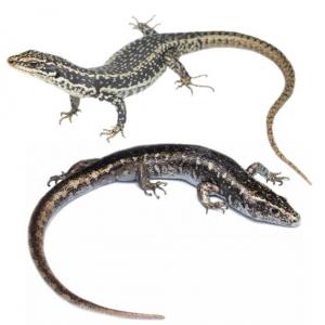 Otago, Grand and Scree skinks