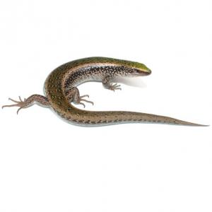 Green skinks