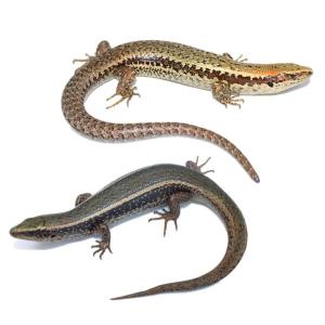 Speckled and Spotted skinks