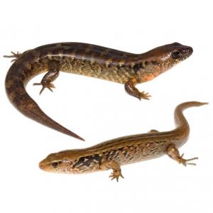 Robust and McGregor's skinks