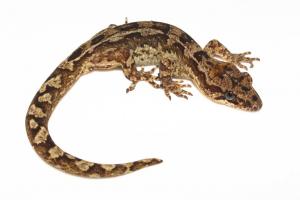 Pacific Gecko (Dactylocnemis pacificus) from northern Auckland