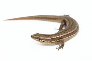 Waiharakeke grass skink (Oligosoma aff. polychroma) - Nick Harker