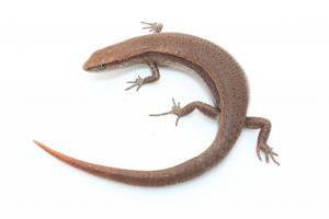 Plague skink (Lampropholis delicata) from south Auckland