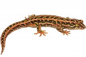 Harlequin gecko. © Dylan van Winkel
