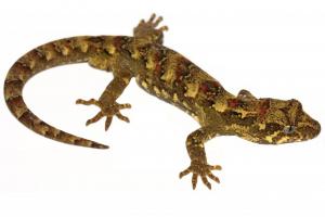 Tautuku gecko. © Nick Harker