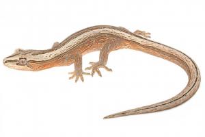 Southern striped gecko (Maud Island). © Nick Harker