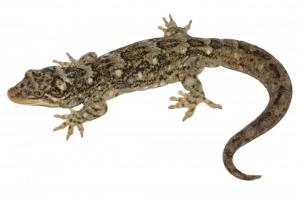 Duvaucel's gecko (Coromandel). © Nick Harker