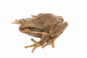Brown tree frog (Litoria ewingii) - Samuel Purdie