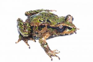 Archey's Frog (Whareorino forest). <a href="https://www.instagram.com/samanimalman/?hl=en">© Samuel Purdie</a> 