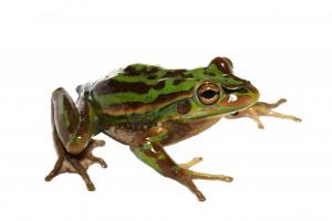 Green and Golden Bell Frog (Ranoidea aurea) 