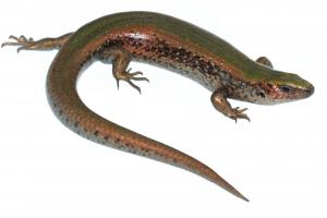 Stewart Island green skink. <a href="https://www.instagram.com/nickharker.nz/">© Nick Harker</a>