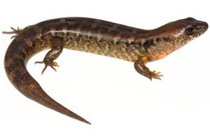 Robust skink (Oligosoma alani) - Nick Harker