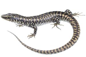 Otago skink (Western otago). <a href="https://www.instagram.com/samanimalman/">© Samuel Purdie</a>