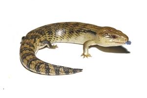 Eastern Blue Tongued Skink - Joel Knight