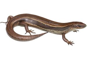 Small-eared skink © Nick Harker