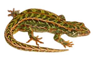 Harlequin gecko © Nick Harker