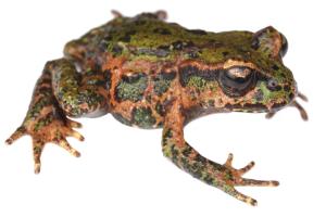 Archey's Frog (Whareorino forest). <a href="https://www.instagram.com/samuelpurdiewildlife/">© Samuel Purdie</a> 