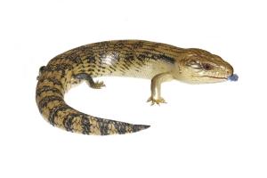 Eastern Blue Tongued Skink - Joel Knight