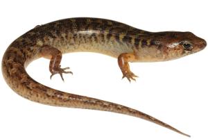 Robust skink © Nick Harker