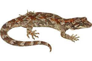 Forest gecko (West Coast, South Island). © Nick Harker